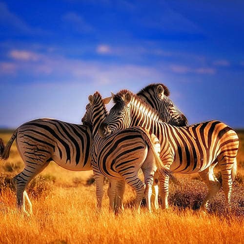 Terre d'Afrique, réalisation Inside Web