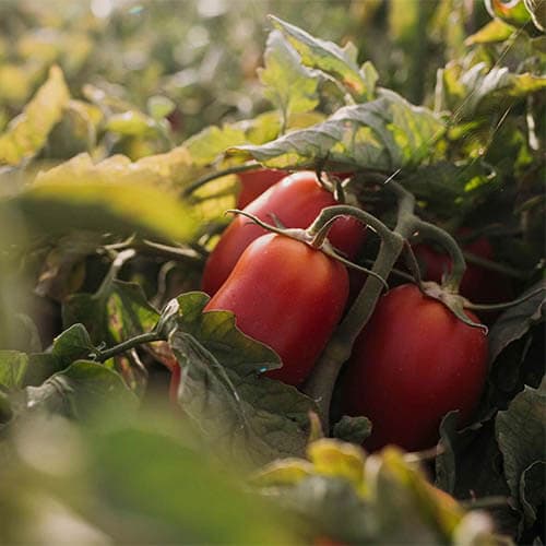 Agriland, réalisation Inside Web